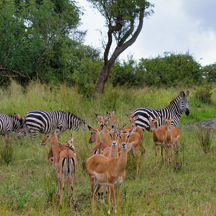 Rwanda Safari Tours
