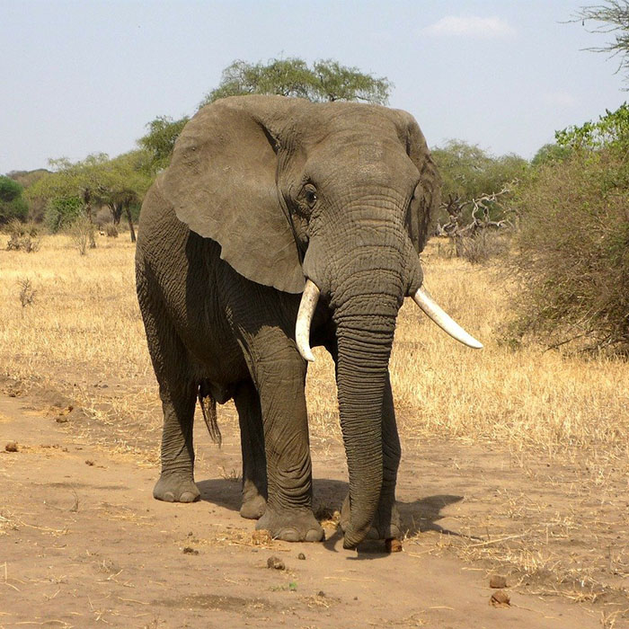 Uganda Safari Tours