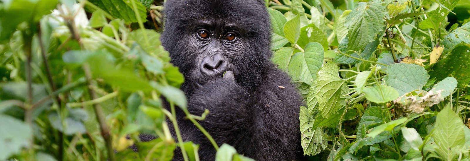 Independent Gorilla Trekking in Uganda