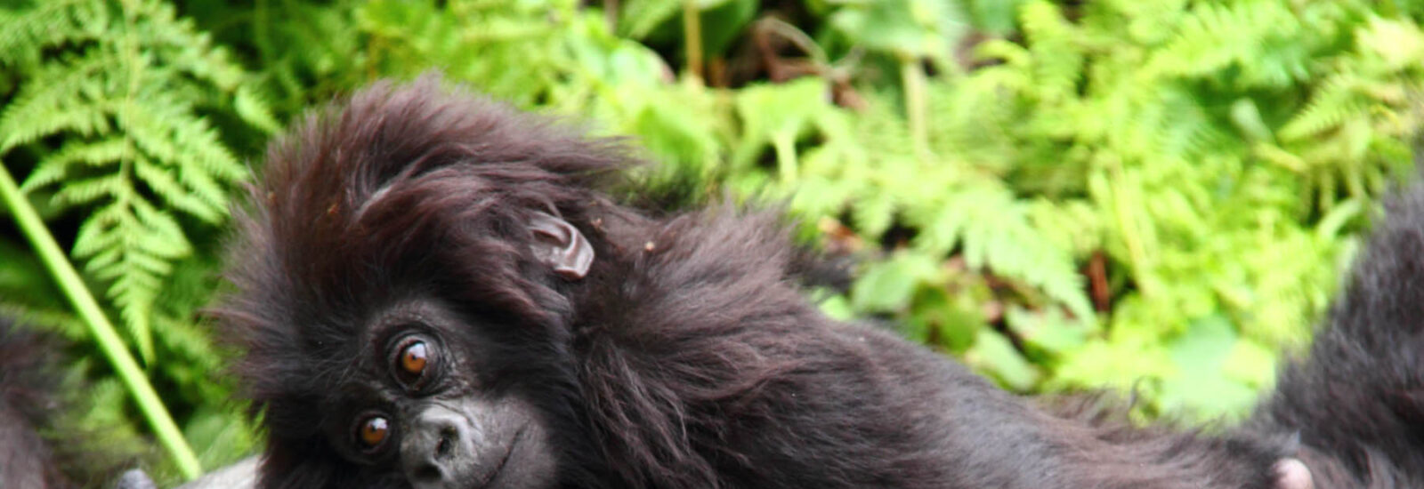Independent Gorilla Trekking in Rwanda