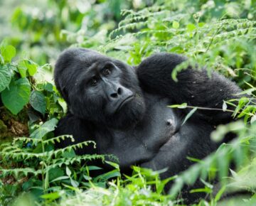 Congo Gorilla Permits