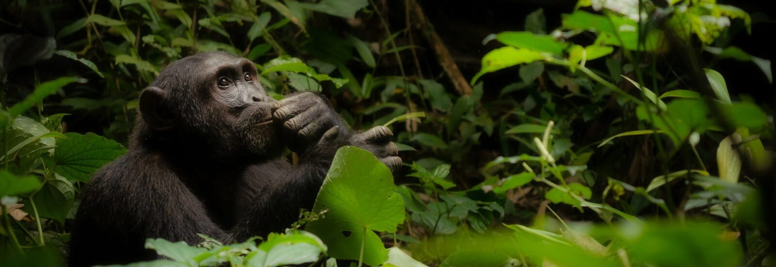 3 Days Uganda Chimpanzee Trekking in Kibale