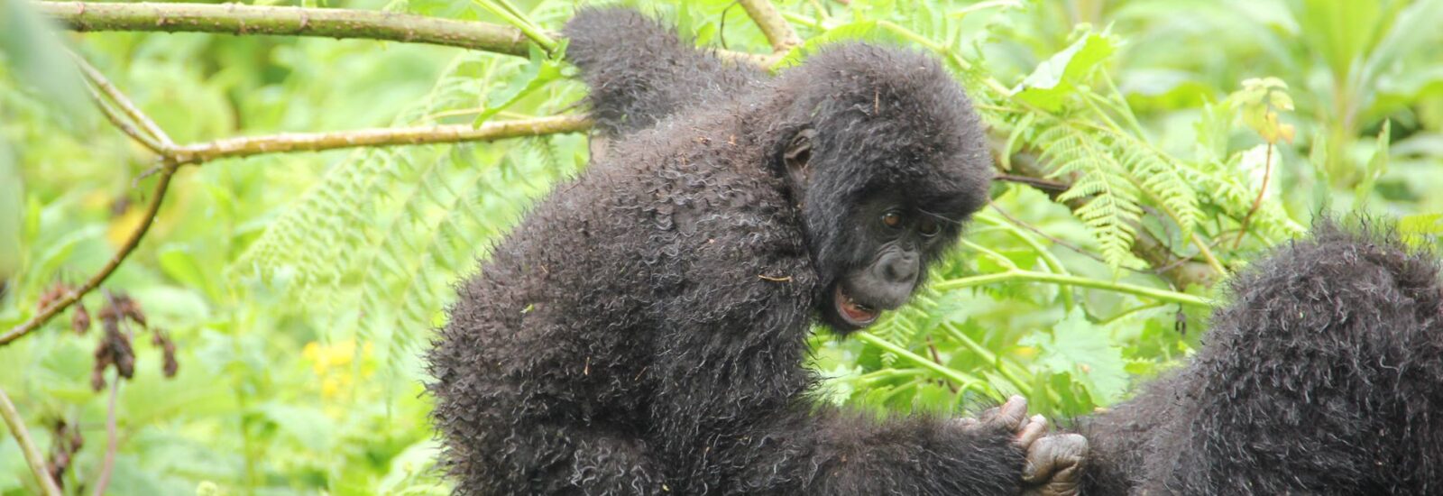 2 Days Rwanda Gorilla Safari