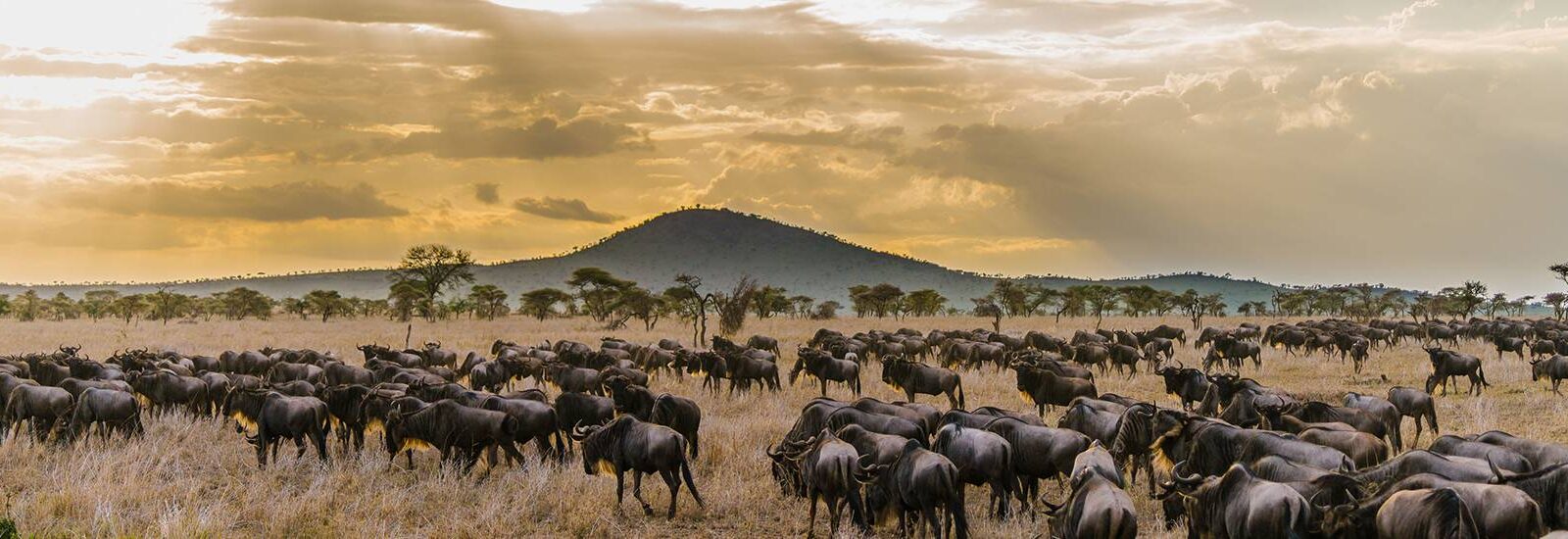 3 Days Serengeti Migration Safari