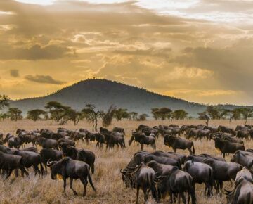 3 Days Serengeti Migration Safari