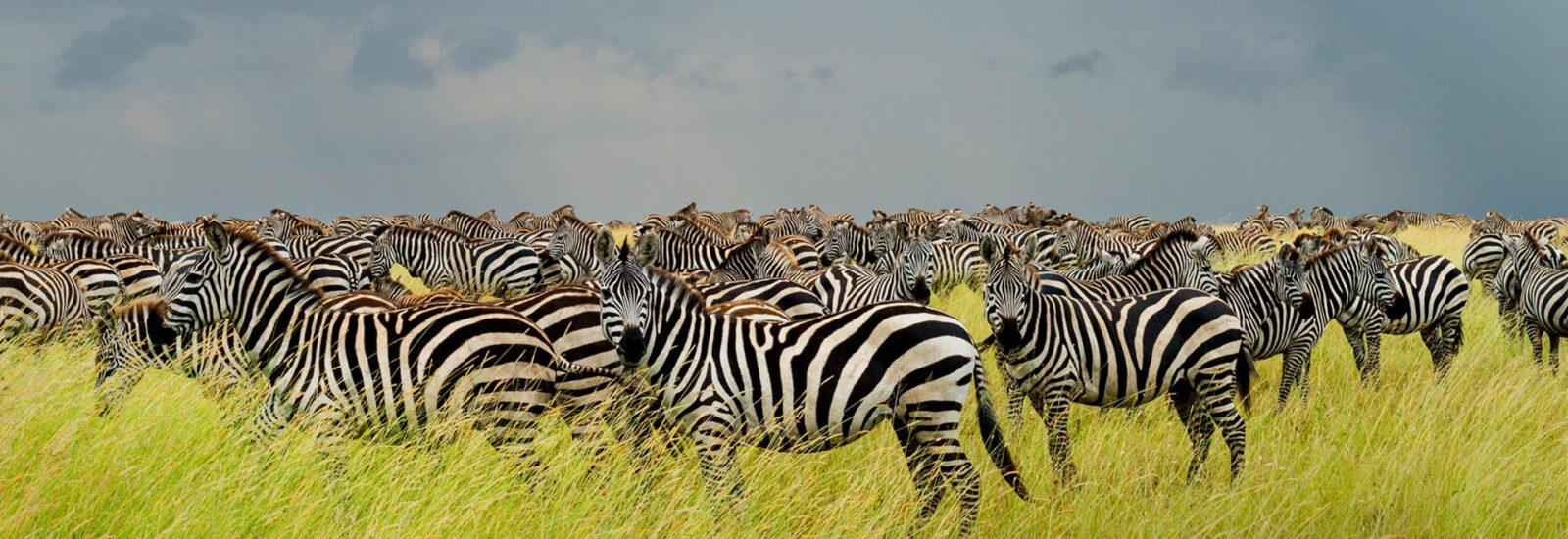 3 Days Serengeti Wildlife Safari