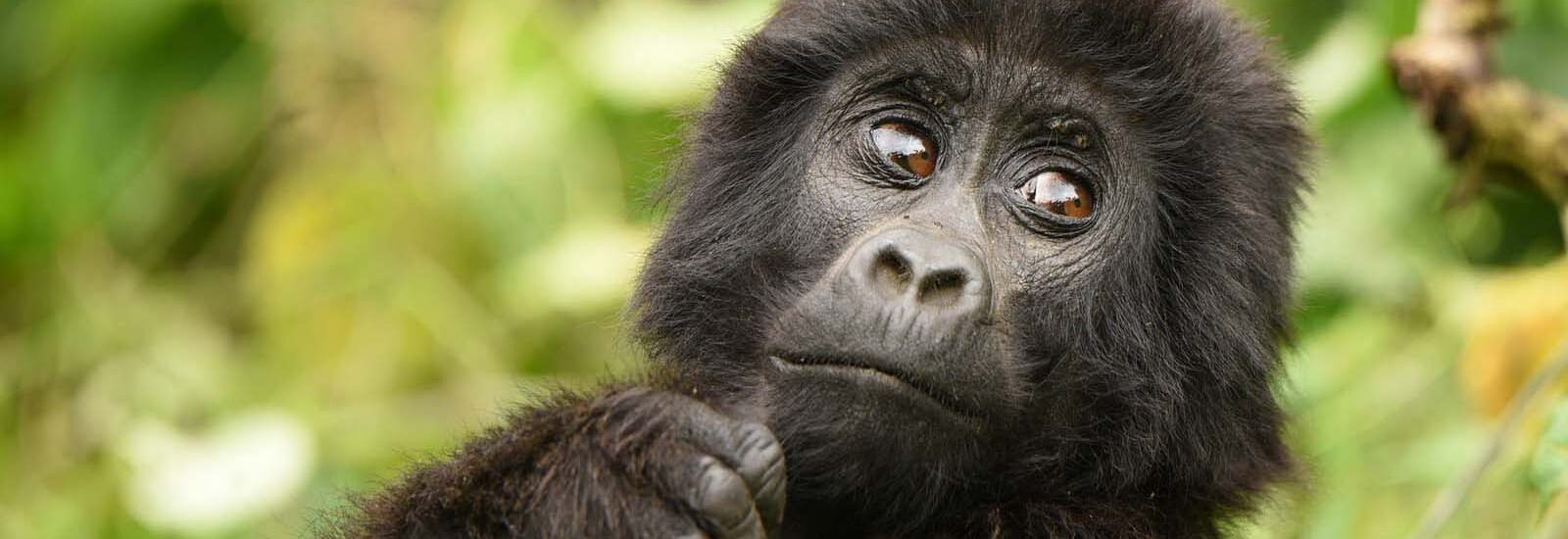 4 Days Rwanda Gorillas & Golden Monkeys Trekking