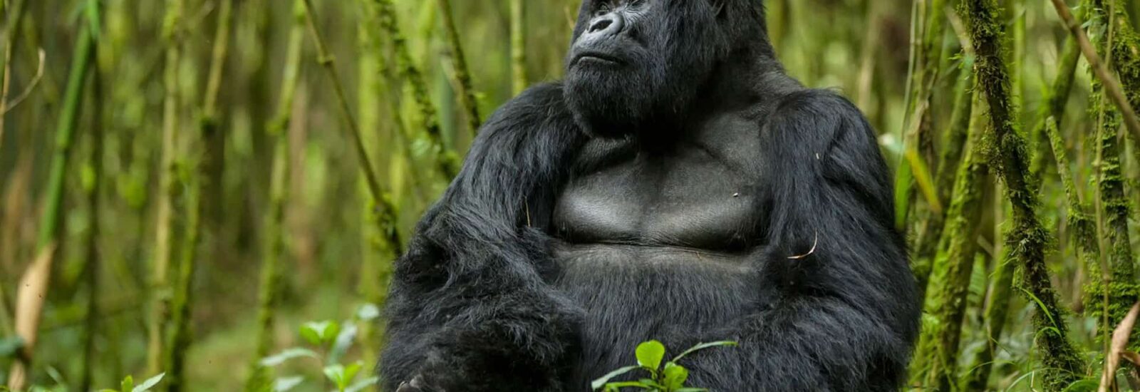 Budget Gorilla Trekking in Uganda, Rwanda & Dr Congo