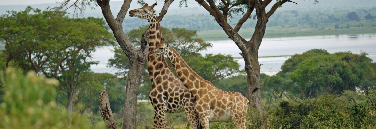 Budget Safaris in Uganda