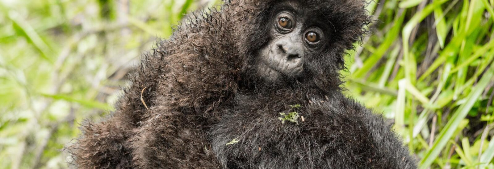 Uganda Gorilla Trekking Permits